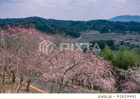 津山市神代梅の里公園 津山市神代梅の里公園 41624441