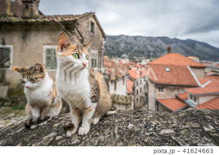 Cute cats sitting on a stone stairs Cute cats sitting on a stone stairs 41624663
