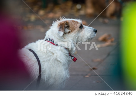 Small white dog waiting for his master 41624840
