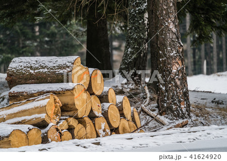 A pile of large wooden logs in the snow A pile of large wooden logs in the snow 41624920