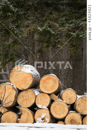 A pile of large wooden logs in the snow A pile of large wooden logs in the snow 41624921