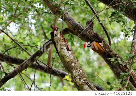 Common flameback birds on the tree in rain forest 41625129