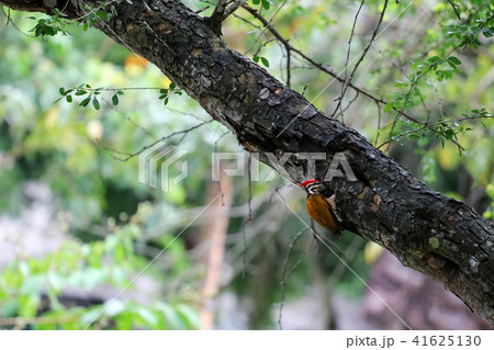 Common goldenback birds on the tree in rain forest Common goldenback birds on the tree in rain forest 41625130