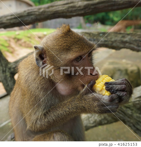 Jungle monkey eating corn 41625153