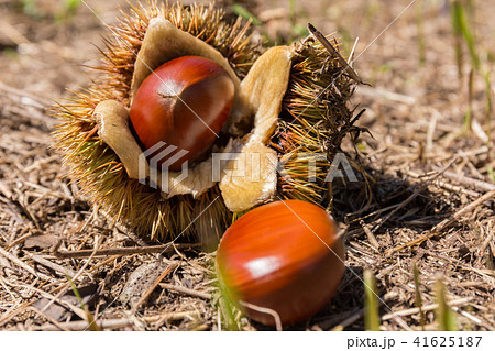 栗（9月） 41625187