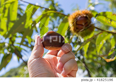 栗の木 栗(9月) 栗の木 栗(9月) 41625196