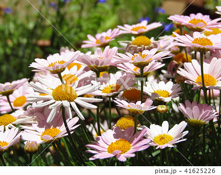 4 5月の春に咲く 桃色 白色の花 キク科のマーガレット 別名モクシュンギク の写真素材