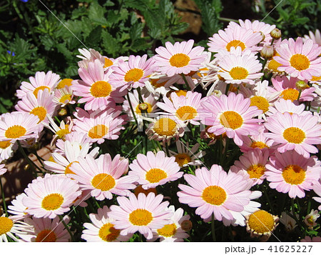 4 5月の春に咲く 桃色 白色の花 キク科のマーガレット 別名モクシュンギク の写真素材