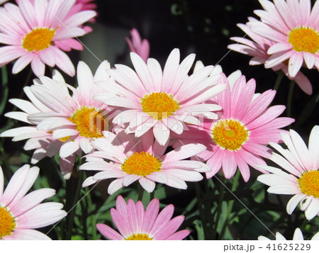 4・5月の春に咲く、桃色・白色の花、キク科のマーガレット(別名モクシュンギク)。 4・5月の春に咲く、桃色・白色の花、キク科のマーガレット(別名モクシュンギク)。 41625229