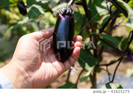 ナスの収穫(家庭菜園) 7月 ナスの収穫(家庭菜園) 7月 41625275