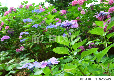 紫陽花 41625589