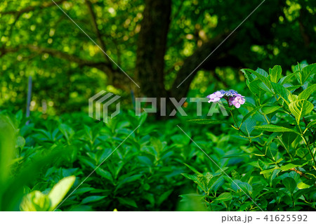 紫陽花一凛 41625592