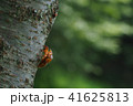 蝉の抜け殻 41625813