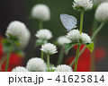 シジミチョウと千日草 41625814