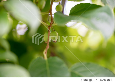 サルナシの若い実 41626301