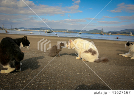 猫島の野良猫たちの生活 猫島の野良猫たちの生活 41627167