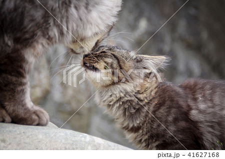 猫島の野良猫たちの生活 猫島の野良猫たちの生活 41627168