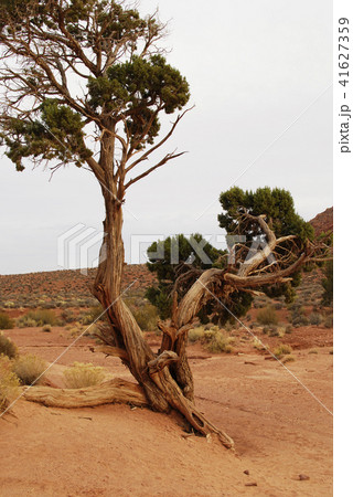 Tree in Monument Valley landscape 41627359