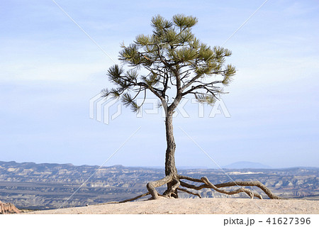 Tree with roots in Bryce Canyon 41627396