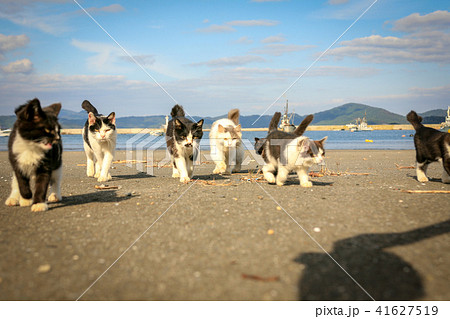 猫島の野良猫たちの生活 41627519