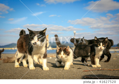 猫島の野良猫たちの生活 猫島の野良猫たちの生活 41627520