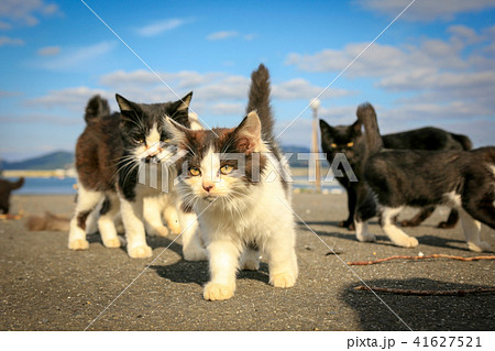 猫島の野良猫たちの生活の写真素材