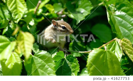 エゾシマリス 「オホーツクシマリス公園」 41627753