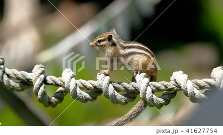 エゾシマリス 「オホーツクシマリス公園」 41627754