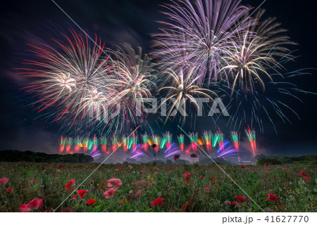 小貝川ふれあい公園 ポピー畑と花火 小貝川ふれあい公園 ポピー畑と花火 41627770