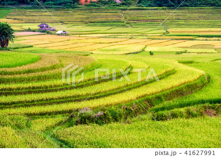 Rice field terraces with cottage in valley 41627991