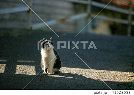 猫島の野良猫たちの生活 猫島の野良猫たちの生活 41628053