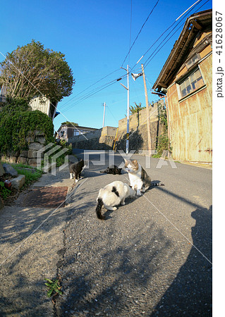 猫島の野良猫たちの生活 猫島の野良猫たちの生活 41628067