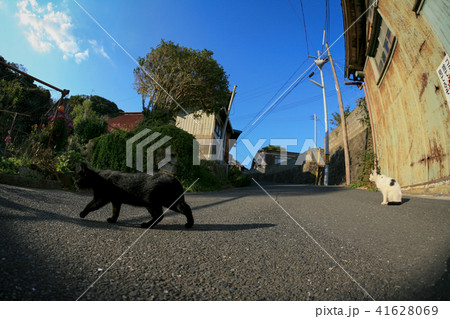 猫島の野良猫たちの生活 41628069
