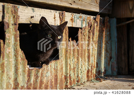 猫島の野良猫たちの生活 41628088