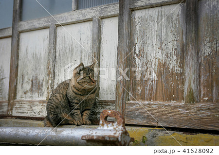 猫島の野良猫たちの生活 41628092