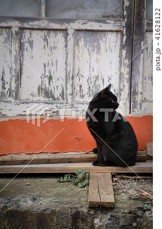 猫島の野良猫たちの生活 41628122