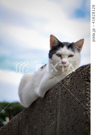 猫島の野良猫たちの生活 41628126