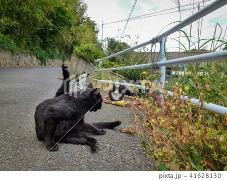 猫島の野良猫たちの生活 41628130