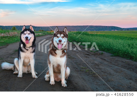 Two Siberian husky dogs sit on a dirt road. Two Siberian husky dogs sit on a dirt road. 41628550