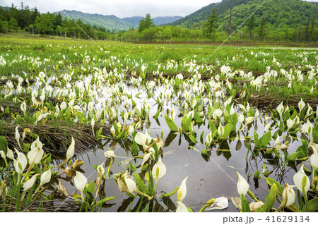 水芭蕉が咲くころの尾瀬ヶ原 湿原と水芭蕉 水芭蕉が咲くころの尾瀬ヶ原 湿原と水芭蕉 41629134