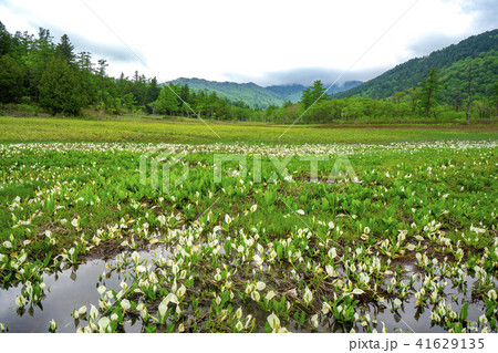 水芭蕉が咲くころの尾瀬ヶ原 湿原と水芭蕉 水芭蕉が咲くころの尾瀬ヶ原 湿原と水芭蕉 41629135