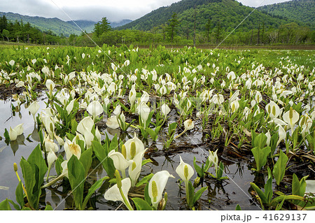 水芭蕉が咲くころの尾瀬ヶ原 水芭蕉と湿原の写真素材