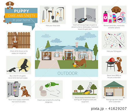 Puppy care and safety in your home. Outdoor 41629207