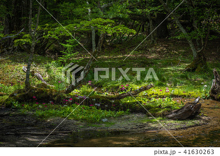 千手ヶ浜のクリンソウ 千手ヶ浜のクリンソウ 41630263