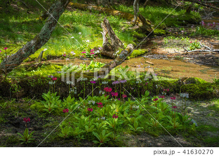 千手ヶ浜のクリンソウ 千手ヶ浜のクリンソウ 41630270