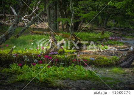 千手ヶ浜のクリンソウ 41630276