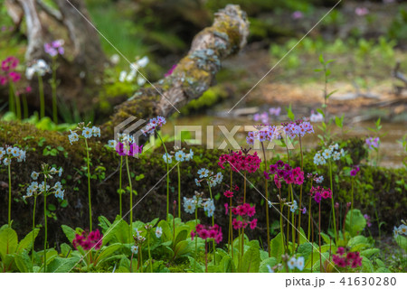 千手ヶ浜のクリンソウ 千手ヶ浜のクリンソウ 41630280
