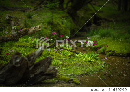 千手ヶ浜のクリンソウ 41630290