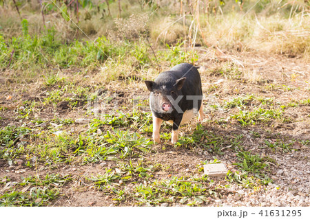 Wild black boar or pig close up. Wildlife in natural habitat Wild black boar or pig close up. Wildlife in natural habitat 41631295