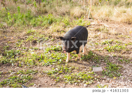 Wild black boar or pig. Wildlife in natural habitat 41631303